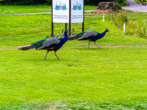 1838_20230719_Golf_Action_087