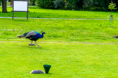 2867_20230719_Golf_Action_086