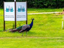 3353_20230719_Golf_Action_089